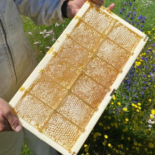 Úryvok z knihy Almanach moderného včelára - BeeComb
